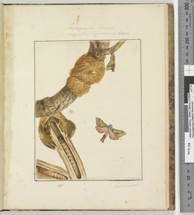 Página 23. Pl.6 Xylopsyche Lewinni Hepialus Ligniveren Lewin de John William Lewin