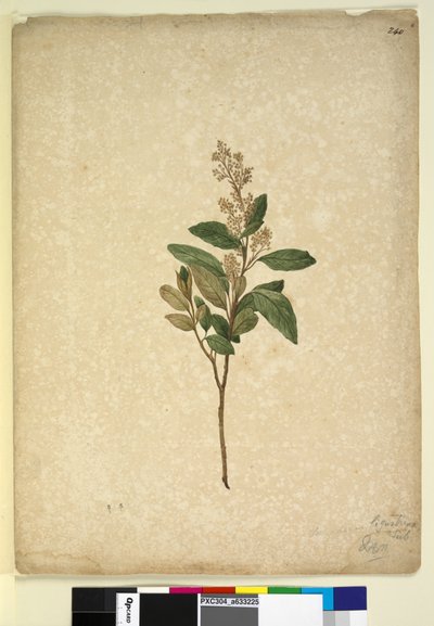Página 240. Pomaderris ligustrina de John William Lewin