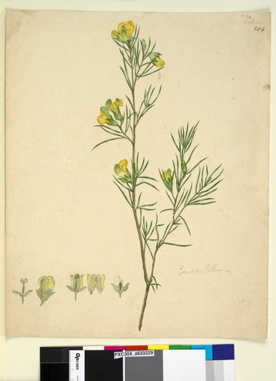 Página 244. Gompholobium de John William Lewin