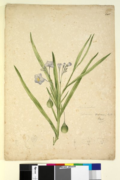 Página 245. Solanum vescum de John William Lewin