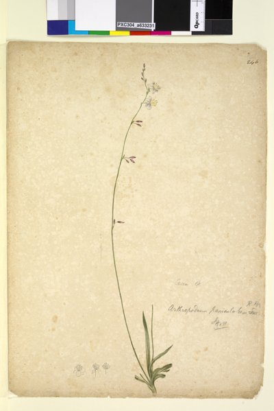 Página 246. Arthropodium paniculatum de John William Lewin