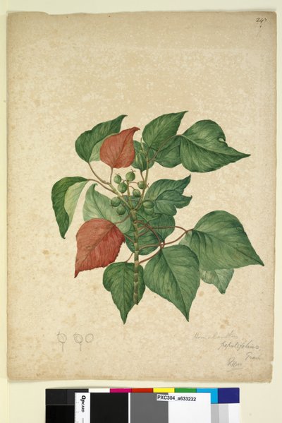 Página 247. Homolanthus populifolius Omalanthus populifolius, c.1803-06 de John William Lewin