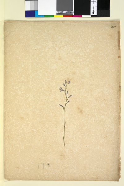 Página 250. Planta no identificada de John William Lewin