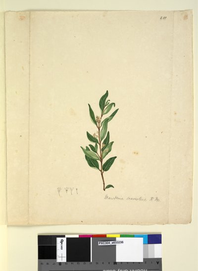 Página 251. Marsdenia suaveolens de John William Lewin