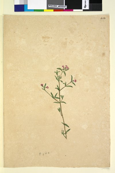 Página 252. Planta no identificada de John William Lewin