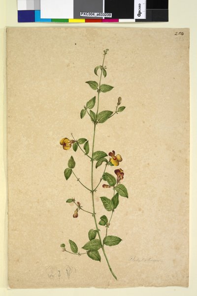 Página 254. Platylobium de John William Lewin