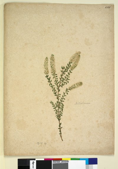 Página 255. Melaleuca de John William Lewin