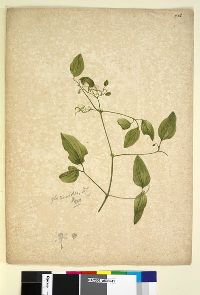 Página 256. Clematis glycinoides de John William Lewin