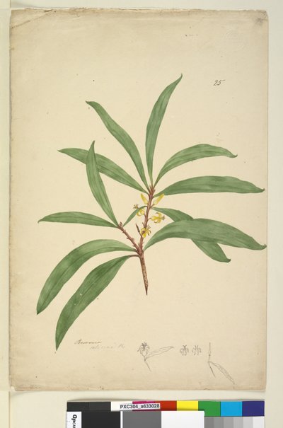 Página 25. Persoonia salicina de John William Lewin