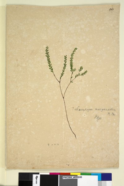 Página 260. Leucopogon margarodes de John William Lewin