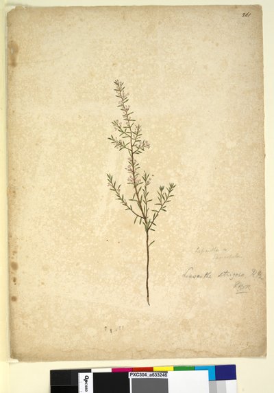 Página 261. Lissanthe strigosa de John William Lewin