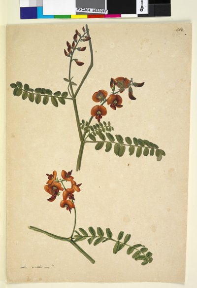 Página 262. Firmado: I.W.L. 30 Nov. 1805 de John William Lewin