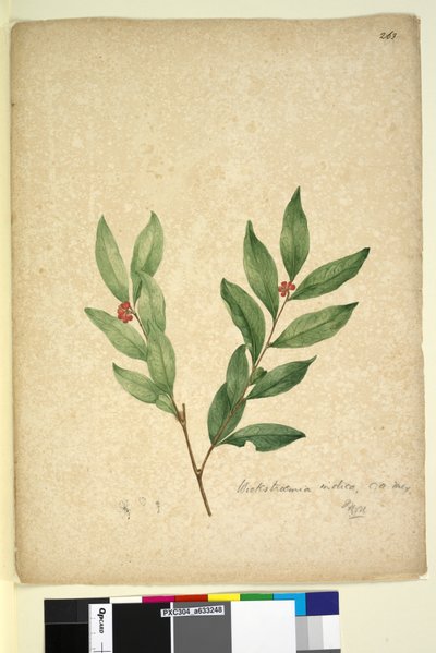 Página 263. Wikstroemia indica de John William Lewin