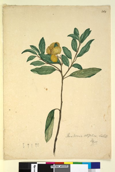 Página 264. Pomaderris elliptica de John William Lewin