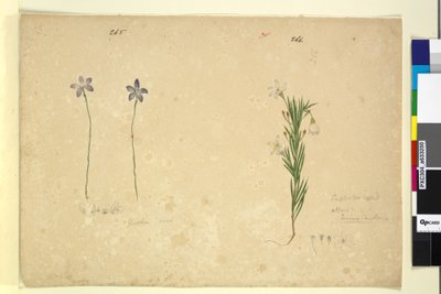 Página 265. Glossodia minor; 266. Ricinocarpus de John William Lewin