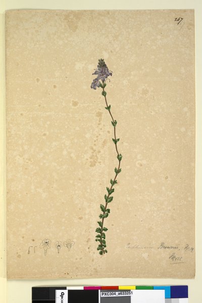 Página 267. Euphrasia brownii de John William Lewin