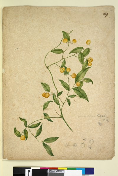 Página 269. Eustrephus latifolius de John William Lewin
