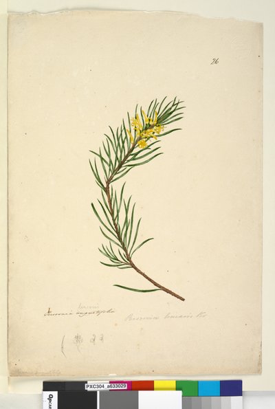 Página 26. Persoonia linearis de John William Lewin