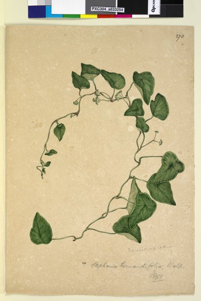 Página 270. Stephania hernandiaefolia de John William Lewin