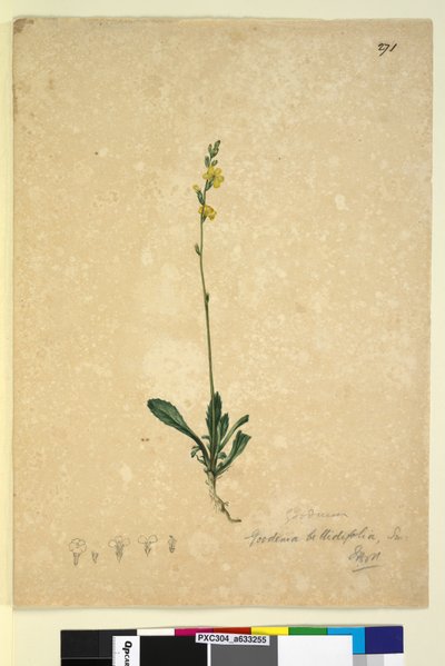Página 271. Goodenia bellidifolia de John William Lewin