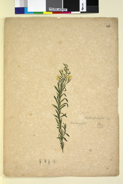 Página 272. Goodenia heterophylla de John William Lewin