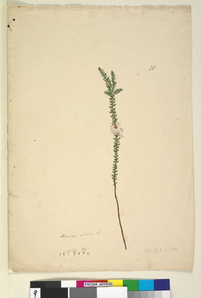 Página 28. Epacris sparsa de John William Lewin