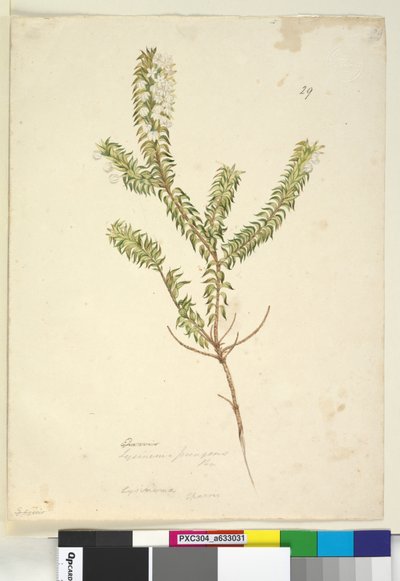 Página 29. Lysinema de John William Lewin