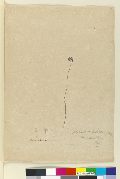 Página 2. Utricularia dichotoma de John William Lewin
