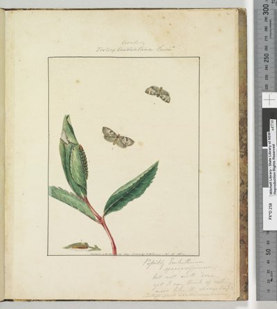 Página 31. Pl.8 Ara.. Tortrix Australana Lewin de John William Lewin