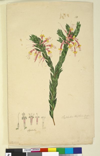 Página 33. Styphelia triflora de John William Lewin