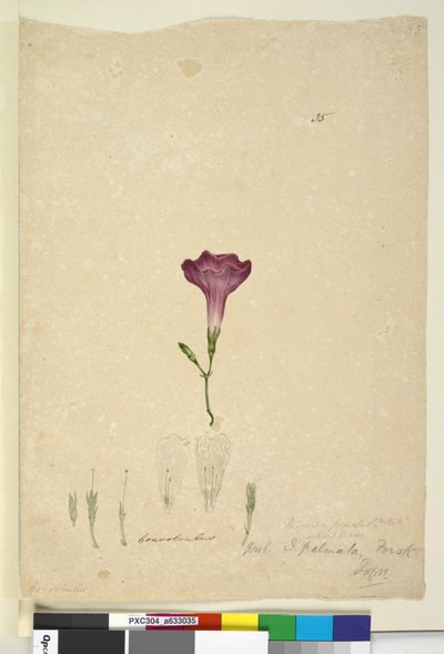 Página 35. Ipomoea palmata de John William Lewin