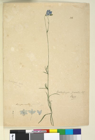 Página 36. Wahlenbergia gracilis de John William Lewin
