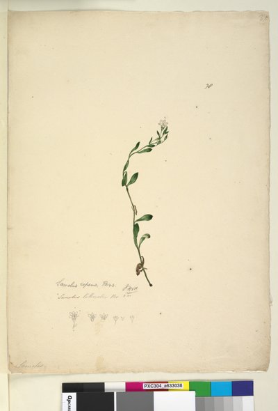 Página 38. Samolus repens de John William Lewin