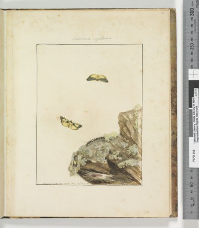 Página 39. Placa 10 Lithosa Replana, 1803-04 de John William Lewin
