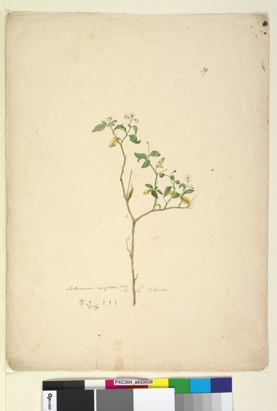 Página 39. Solanum nigrum de John William Lewin