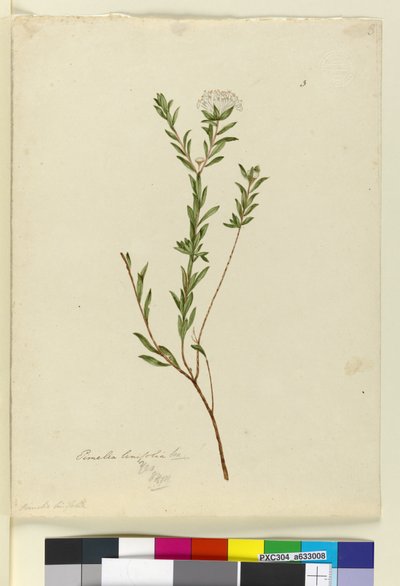 Página 3. Pimelea linifolia de John William Lewin