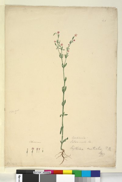Página 40. Erythraea australis de John William Lewin