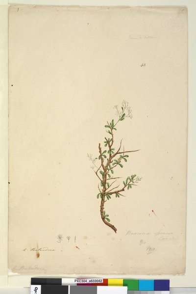 Página 42. Bursaria spinosa de John William Lewin