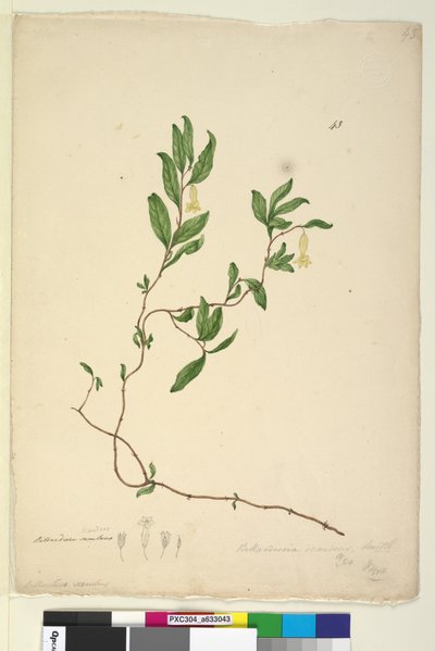 Página 43. Billardiera scandens de John William Lewin