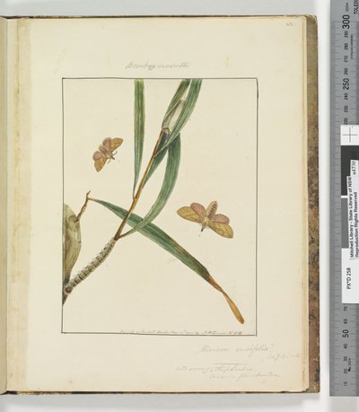 Página 43. Pl.11 Bombyx Nasuta de John William Lewin