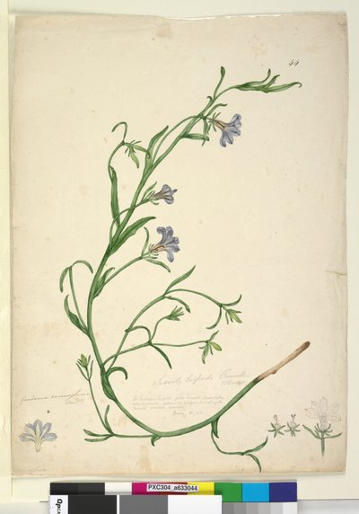 Página 44. Goodenia ramosissima de John William Lewin