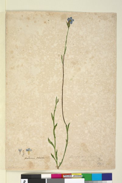 Página 45. Dampiera stricta de John William Lewin