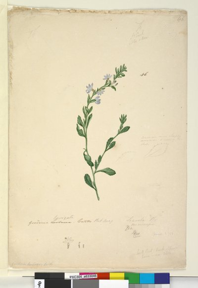 Página 46. Goodenia laevigata de John William Lewin