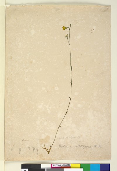 Página 47. Goodenia stelligera, c.1803-06 de John William Lewin
