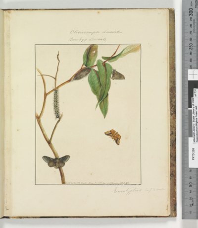 Página 47. Pl.12 Clisiocampa Lewinae Bombyx Lewinae de John William Lewin