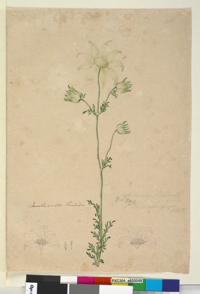 Página 48. Actinotus helianthi de John William Lewin