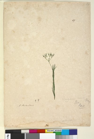 Página 49. Trachymene linearis de John William Lewin
