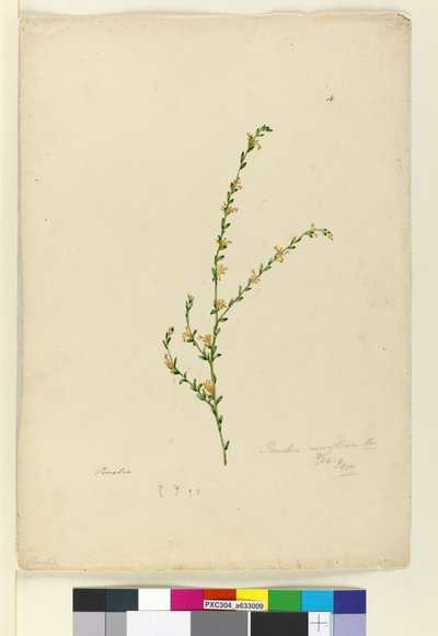 Página 4. Pimelea curviflora de John William Lewin
