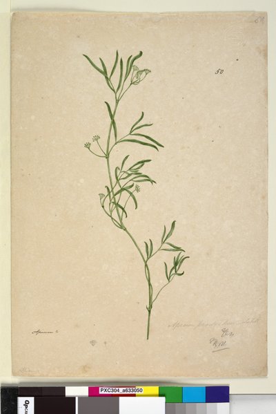 Página 50. Apium de John William Lewin