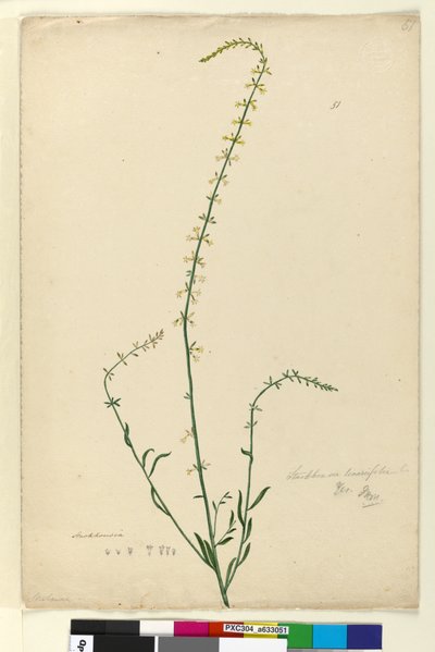 Página 51. Stackhousia de John William Lewin